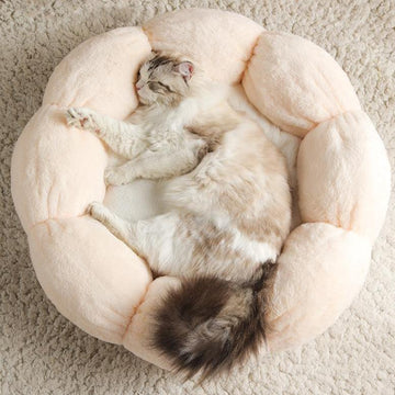 Beige bed with a cat sleeping on it